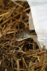 Gray Ratsnake being released