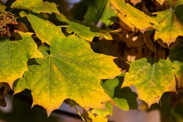 Yellow-green maple leaves on an autumn day