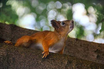 squirrel on a tree