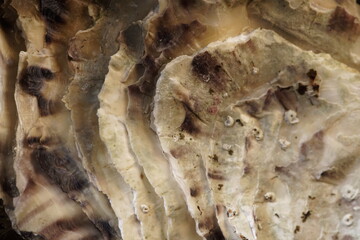 Shell hard isolated whit black background nature, golden ratio close up 1:1 macro details texture background simple elegant, earthy spiral snail clam