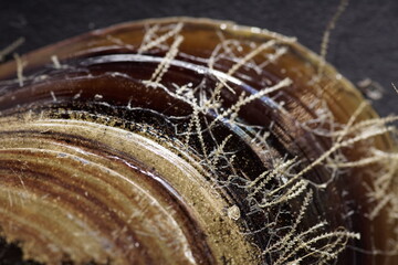 Shell hard isolated whit black background nature, golden ratio close up 1:1 macro details texture...