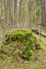 green moss on the stump, moss in the forest