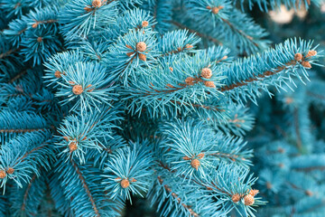 Naklejka na ściany i meble Christmas tree branches with cones, close-up of a blue spruce branch. Fir grows outdoors. Natural pine needles texture, background for a festive layout, backdrop for holiday mockup, winter season.