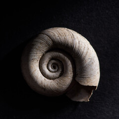 Shell hard isolated whit black background nature, golden ratio close up 1:1 macro details texture background simple elegant, earthy spiral snail clam - obrazy, fototapety, plakaty