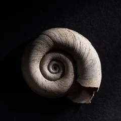 Poster Shell hard isolated whit black background nature, golden ratio close up 1:1 macro details texture background simple elegant, earthy spiral snail clam © Barta