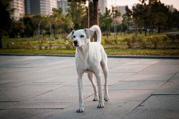 Obraz na płótnie Canvas Lonely dog on the streets of Batumi. Georgia