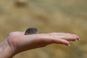 Mouse in female hand .Field mouse in hand