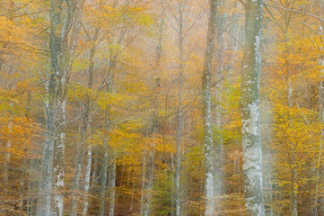 Beech forest (Fagus sylvatica) at Monte Amiata, Tuscany, Italy, in autumn.