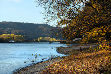 Rheinufer am späten Nachmittag bei Leutesdorf am Rhein im Herbst mit Binnenschiff im Hintergrund-...
