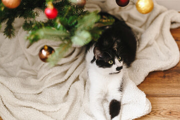 Fototapeta na wymiar Adorable cat lying under christmas tree on soft blanket with red and gold baubles