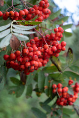 Bunches of rowan berries. Natural cource of vitamin C. Close-up of a rowan tree with orange berries.