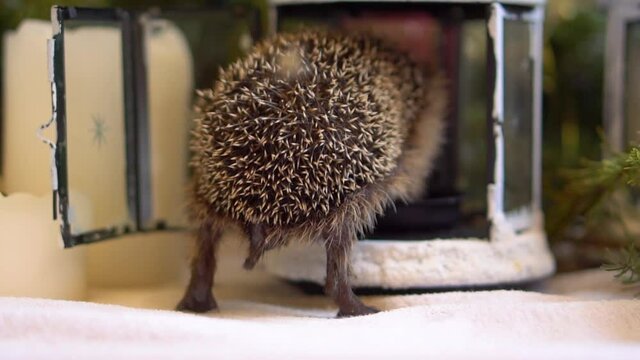 Little hedgehog butt for Christmas. The hedgehog climbed into the lantern. The animal's tail turned back. High quality photo