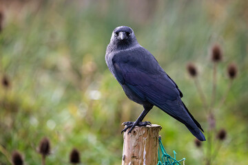 Close up side view of Jackdaw perched on wooden post with head looking into camera
