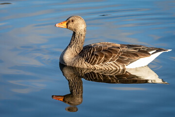 Close up side view of Greylag Goose and perfect reflection swimming on lake