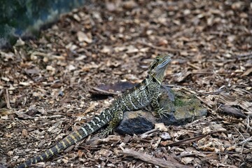 The Australian lizard eastern water dragon