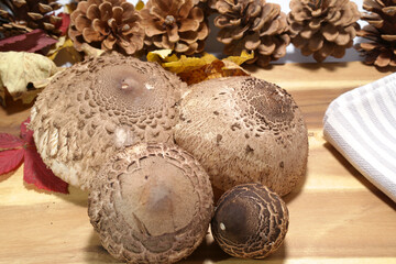 Parasol mushrooms ( Macrolepiota procera ) on the kitchen desk unit prepared for cutting, this species is best for roasting, really delicious, yummy