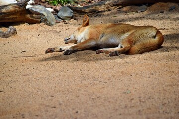 Australian dog dingo (Canis dingo) in Queensland