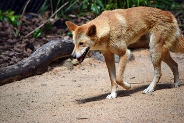 Australian dog dingo (Canis dingo) is walking on the sand