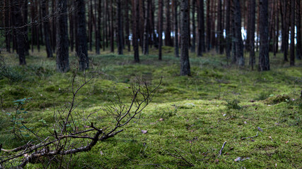 Obraz premium forest in the morning