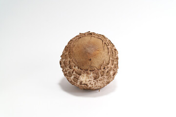 Parasol mushroom ( Macrolepiota procera ) on the white background ,it is young piece because it is not fully developed, this species is best for roasting, really delicious, yummy