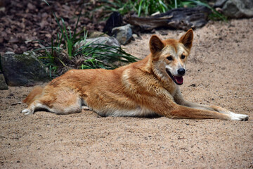 Australian dog dingo (Canis dingo) in Queensland