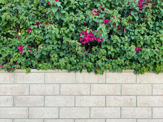 white block brick garden hedge wall planter with beautiful vivid bougainvillea fuchsia red colorful scenery 