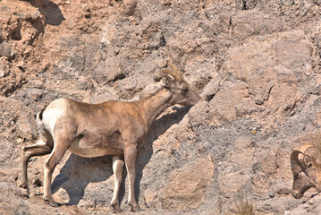 Big Horn rams licking salt off the rock walls in the San Juan Mountains in southern Colorado