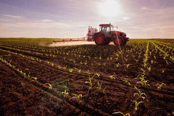 Tractor spraying young corn with pesticides © marritch