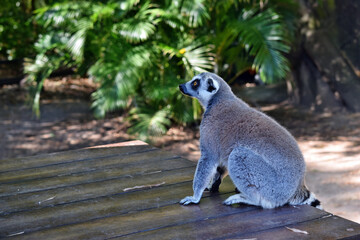 Beautiful young ring tailed lemur