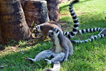 Obraz premium Group of beautiful young ring tailed lemur is sitting