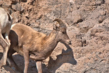 Big Horn Rams in the San Juan Mountains in southern Colorado