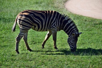 Fototapeta na wymiar Beautiful african zebra standing and eating on the grass