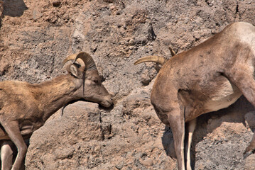 Big Horn rams licking salt off the boulders in the mountains of San Juan in southern Colorado