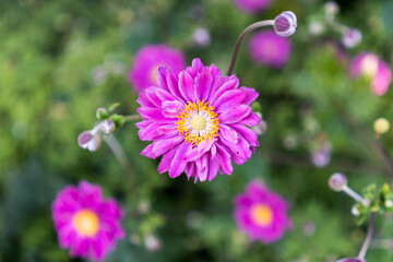 Fototapeta premium Pink flower with yellow pistil