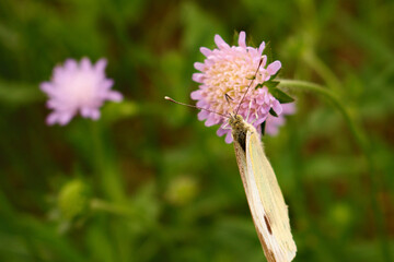 Butterfly on thyme