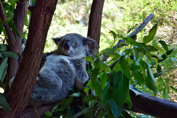 Cute koala looking on a tree branch eucalyptus