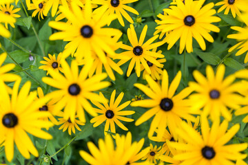 Arrangement of yellow flowers 