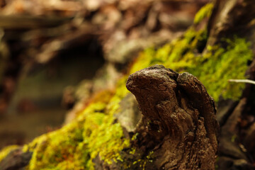 Mossy Log