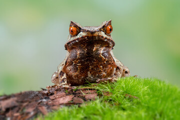 hippo swimming in rivers