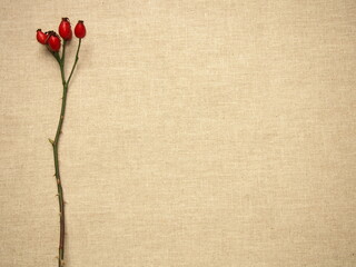 rosehip twig with red berries on a grey background, background for greeting card, wallpaper, white card with a delicate motif,