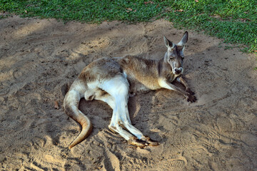  Very muscular wild red kangaroo lying on the ground