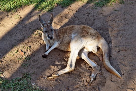  Very muscular wild red kangaroo lying on the ground