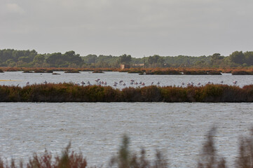 pink flamingo in lake, migratory birds resting