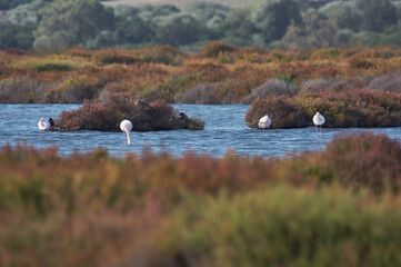 pink flamingo in lake, migratory birds resting