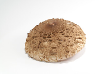 Parasol mushroom ( Macrolepiota procera ) on the white background ,it is fully grown piece because it is nice developed, this species is best for roasting, really delicious, yummy