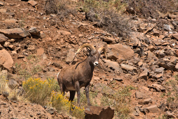 San Juan Mountains in southern Colorado