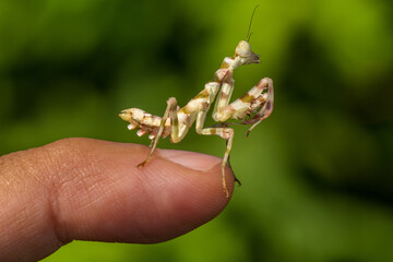 small green flower mantis