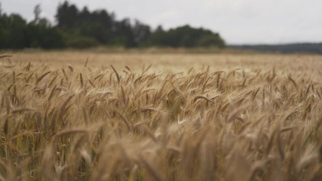 Wheat field crops, swaing in the wind. Serene landacpe theme.