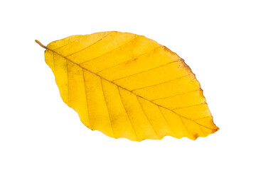 Yellow autumn leaf isolated on the white