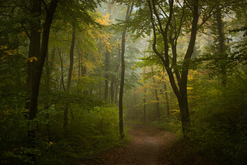 Fototapeta na wymiar Misty footpath in the Vienna woods in autumn